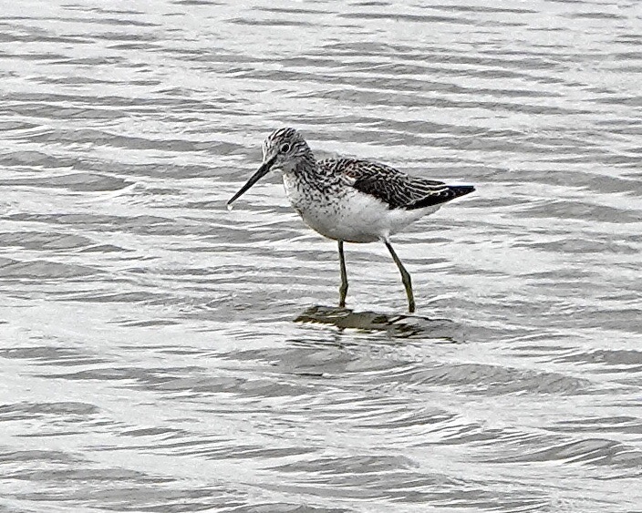 greenshank